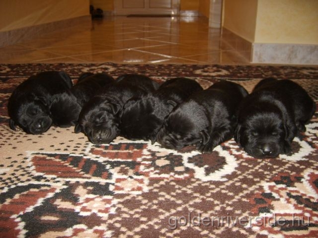 S6002894 k.jpg - Labrador retriever kiskutyk egy hetesen.